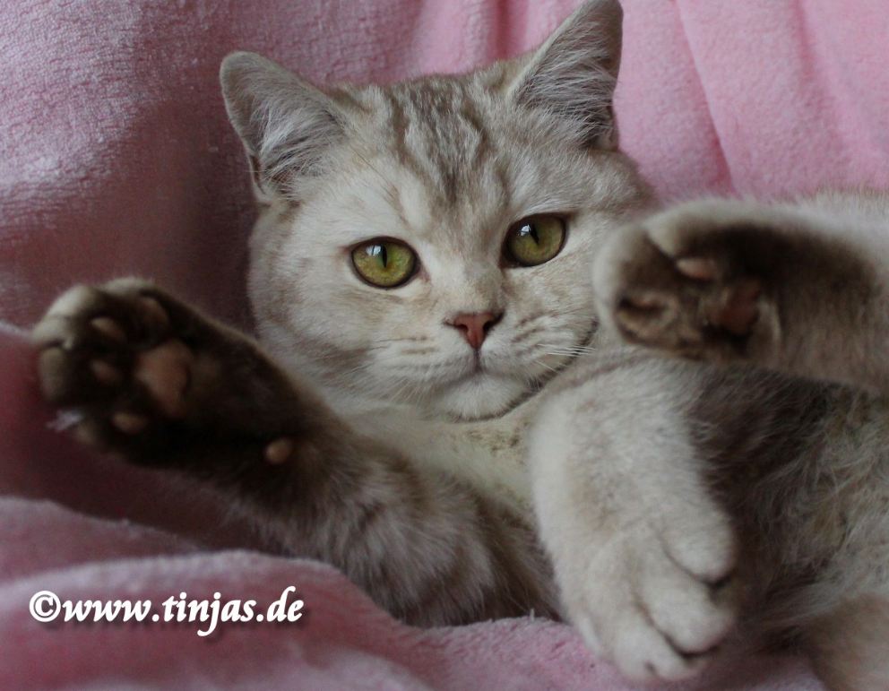 Britisch Kurzhaar Katzenbaby